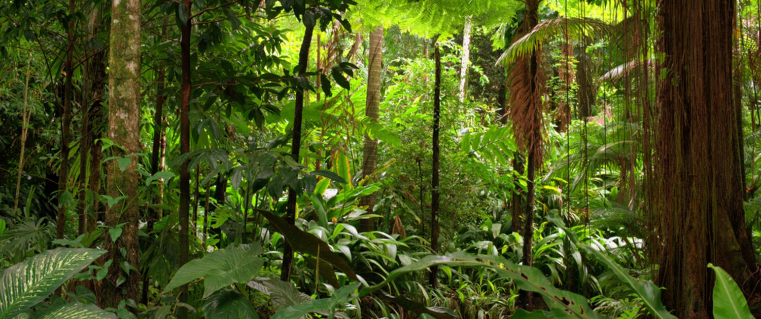 A shot from inside the giant green Amazon rainforest. 