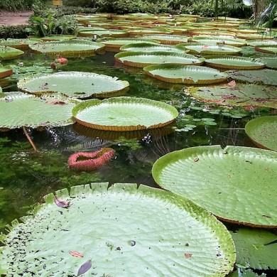 Amazonie grand né‚nuphars