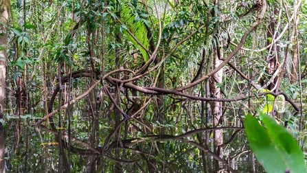 Dense Amazonia flora. 
