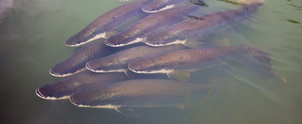 Aerial shot of Piracuru swimming in the Amazon.