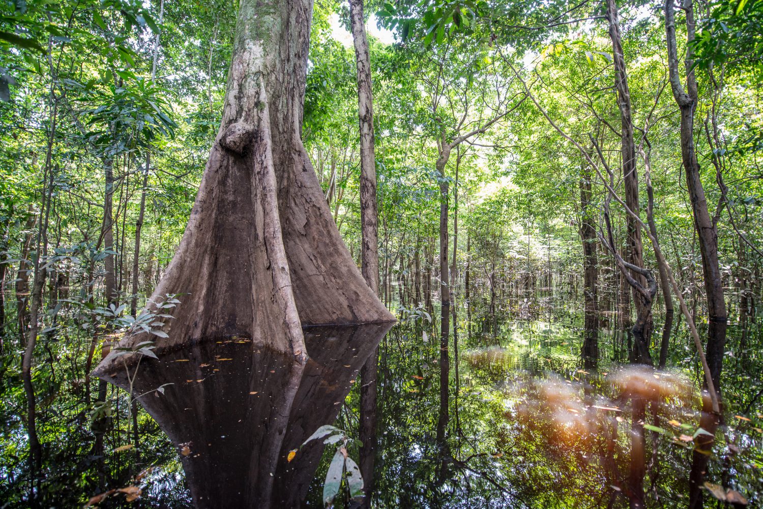 One of the flooded forests, known as Igarapé. 