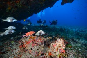 Underwater marine life in Fernando de Noronha. 