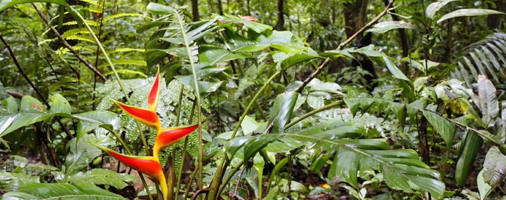 A red flower emerges among the dominant greenery of the Amazon rainforest. 