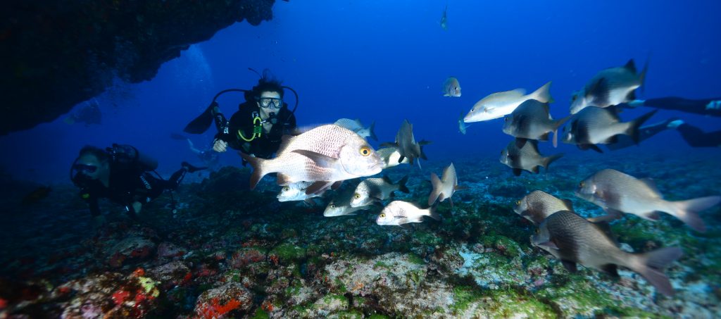 The marine life of Fernando de Noronha. 