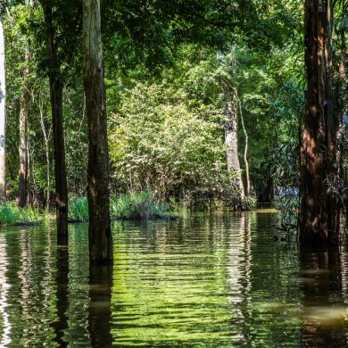 Swamp and trees on the Amazon.