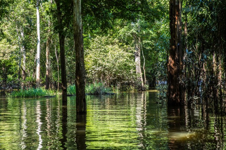 One of the many flooded forests that exist in the Amazon during the rainy season. 