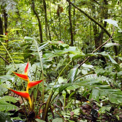 Forˆêt amazonienne Fleur tropicale