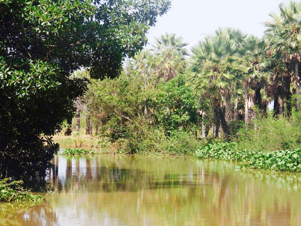 Igarape Delta in Parnaiba. 
