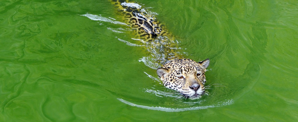 The jaguar, a very strong swimmer. 