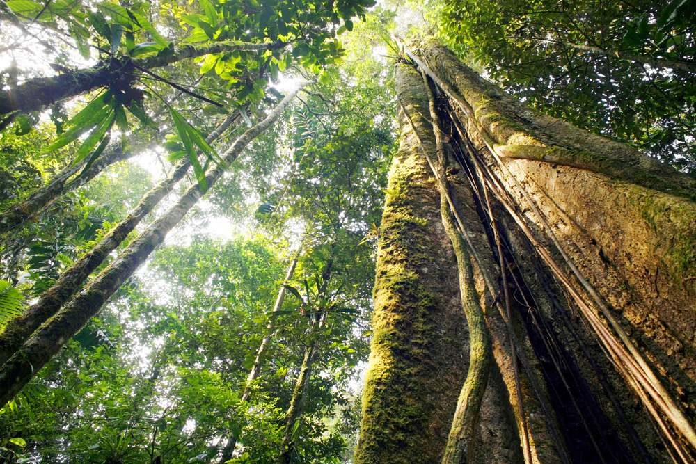 A gigantic Kapoc tree, the largest tree in the Amazon. 