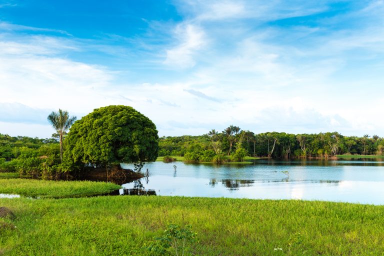 A lake in the Amazon dotted with lush green islands. 