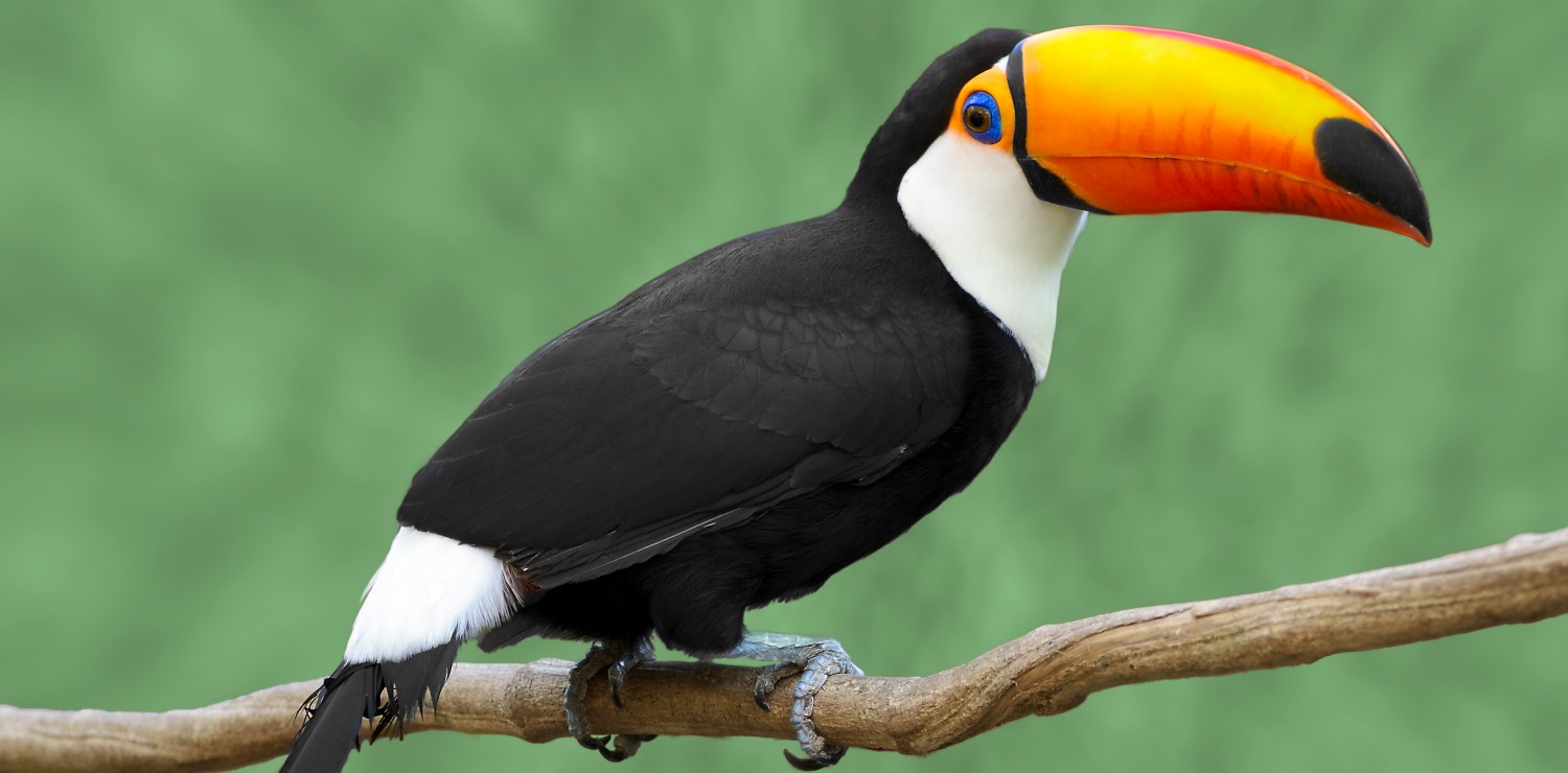 beautiful Tulcan Pantanal