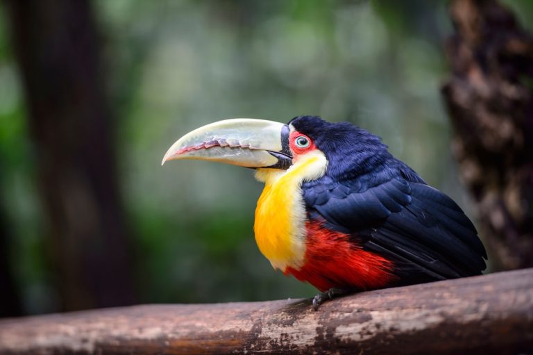 Another one of the curious Amazonian birds. 