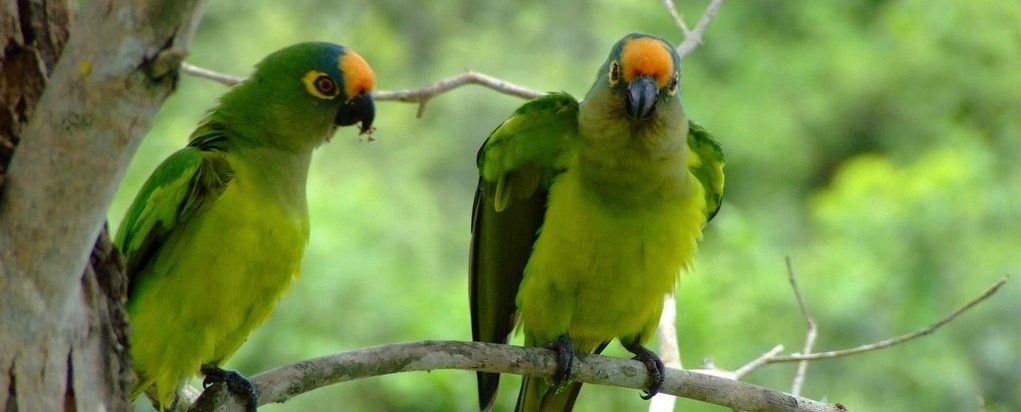 The colourful birds of Pantanal.