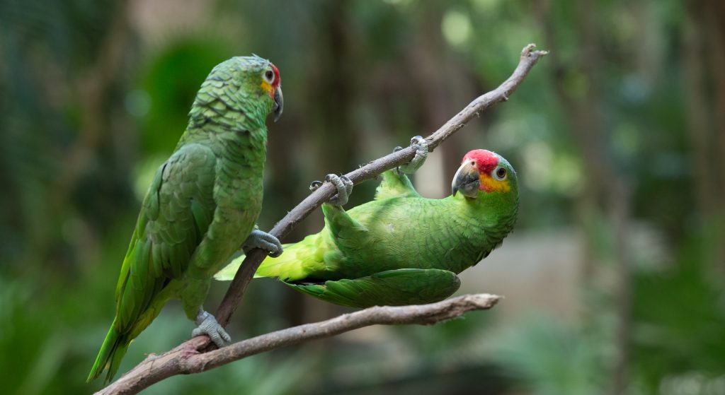 Colourful birds sitting in a tree in Pantanal.