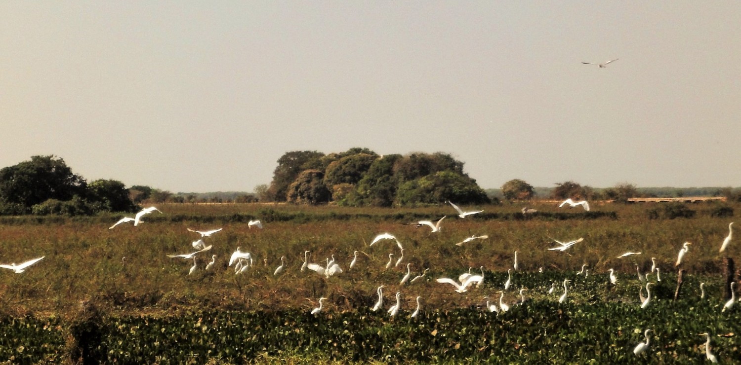 Pantanal troop of waders