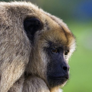 Singe accroupi Pantanal