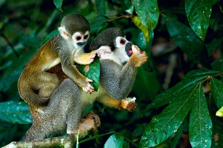 Two monkeys hanging out near the Juma lodge. 