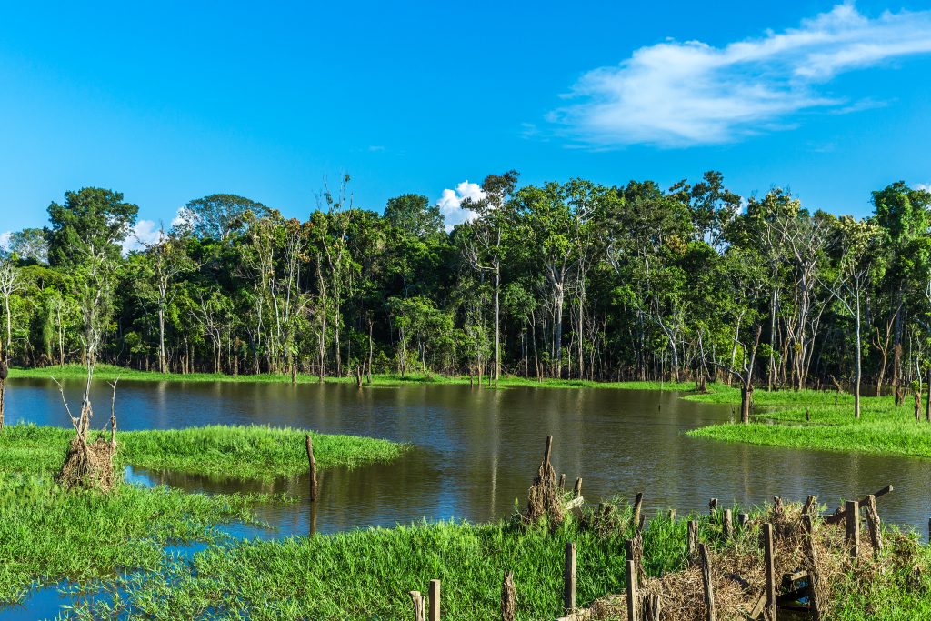 A sunny day in the Pantanal region of Brazil. 