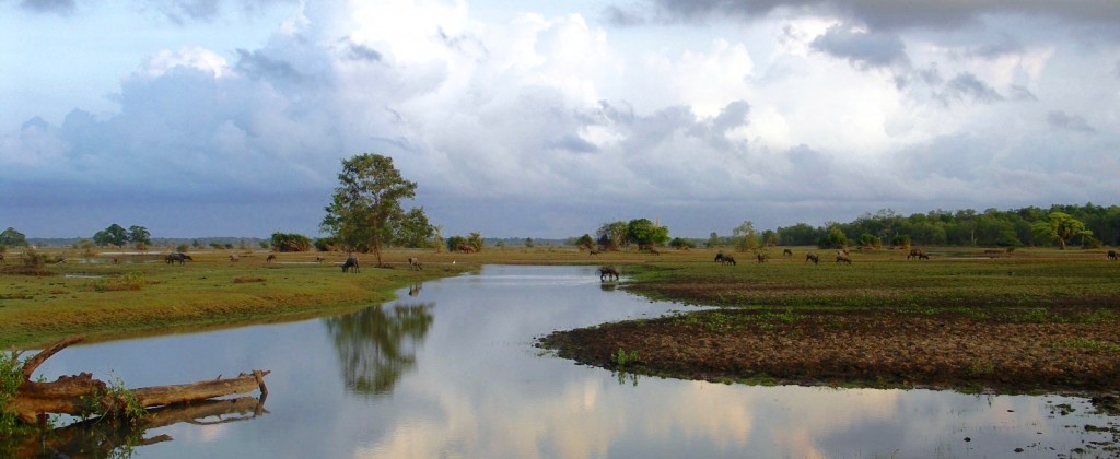 The river island of Marajó.