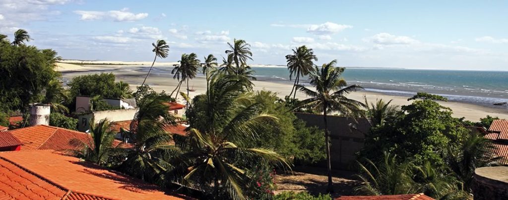 The wind blows through the palm trees on the Northeast coast of Brazil.