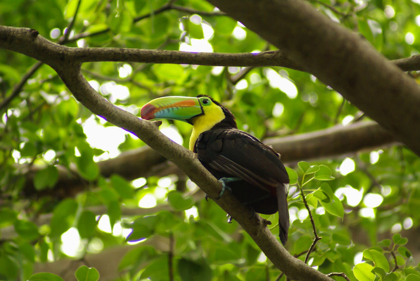 capture of green beak