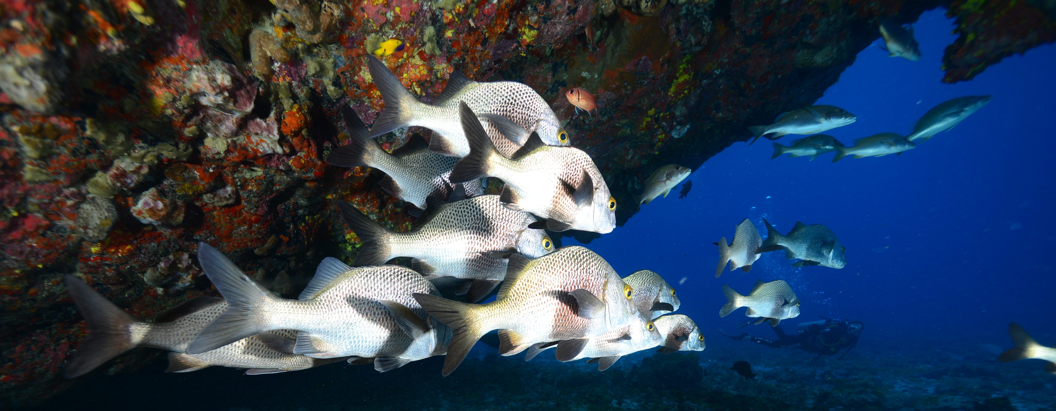 The colouful fish of Fernando de Noronha. 