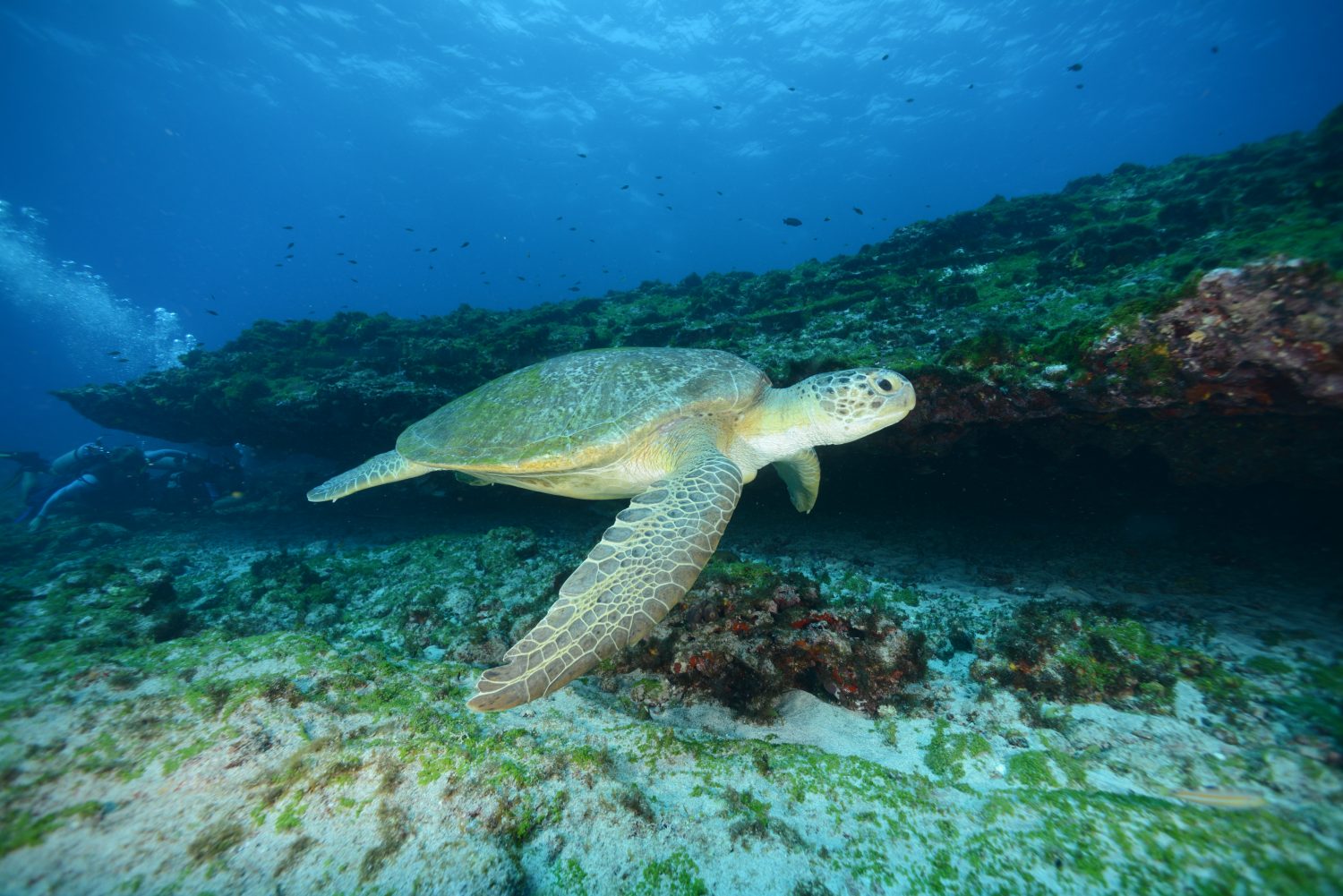 One of the turtles at Fernando de Noronha. 