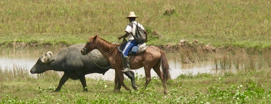 A cowboy herds buffalo on the island of Marajó.