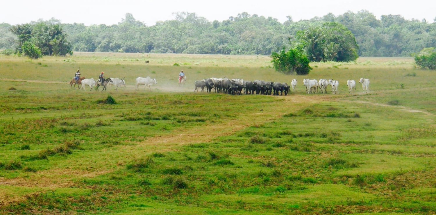 Marajo - coyboys working on the island of Marajó.
