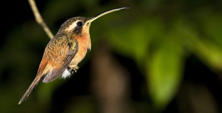 A kingfisher sits on a very thin branch. 