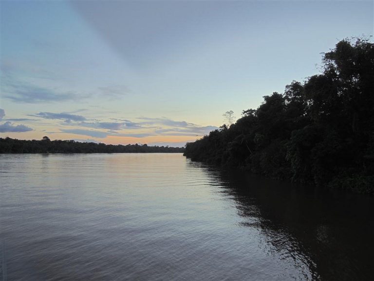 The Amazon river begins to awaken alongside the luxuriant forest. 