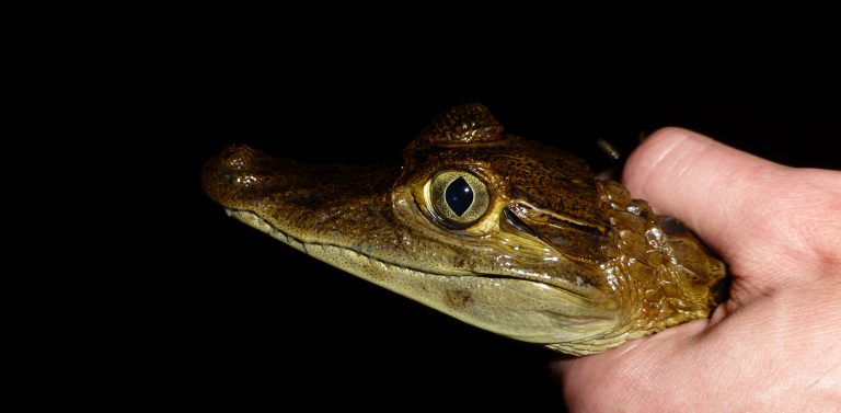 Carefully handling a little Amazonian creature. 