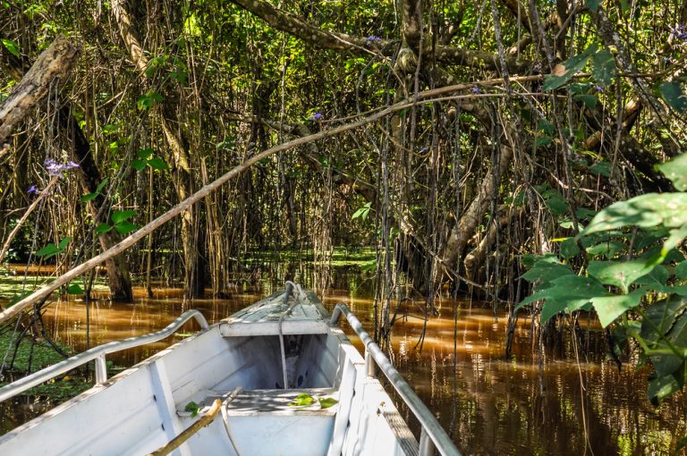 A shot from a canoe entering one of the flooded forests of the Amazon. 