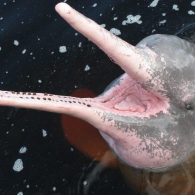 bote ou dauphin rose Amazonie