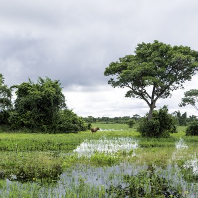 buffle dans Pantanal inondé