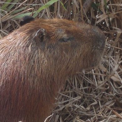 Capivara au repos Pantanal