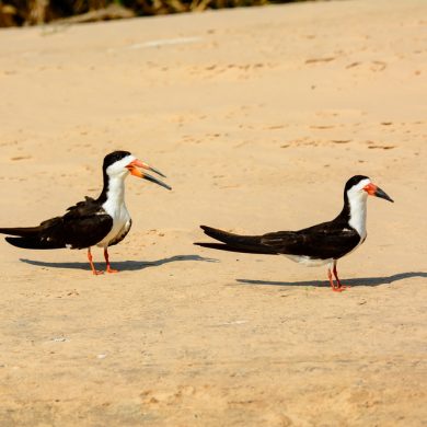 couple d'oiseaux bec pointu Pantanal