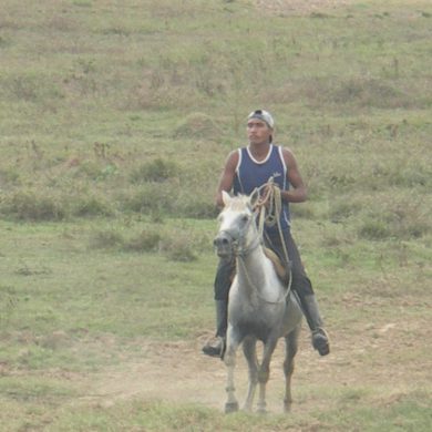 Cow-boy au travail sur l'île de Marajo