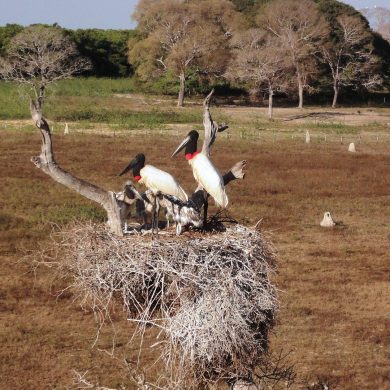Pantanal - two exotic birds nest in a tree in Pantanal.