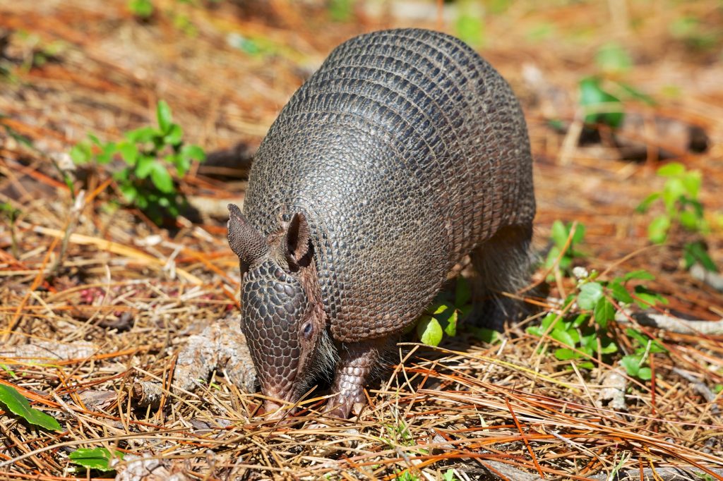 Tatu in Pantanal.