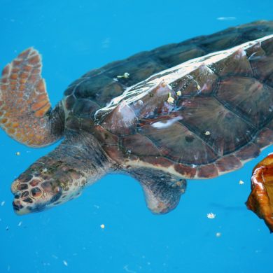 tortue projet Tamar Praia do Forte