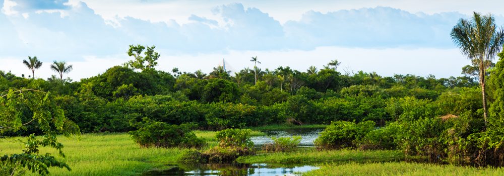 The swampy wetlands of Pantanal. 