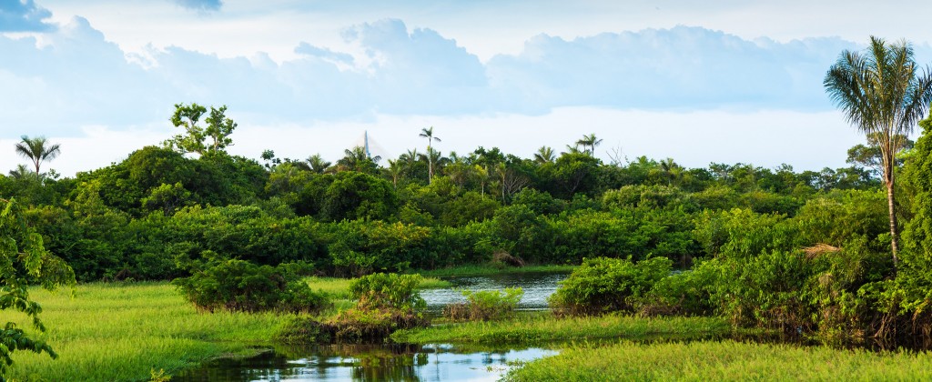 The lush green Amazon rainforest. 