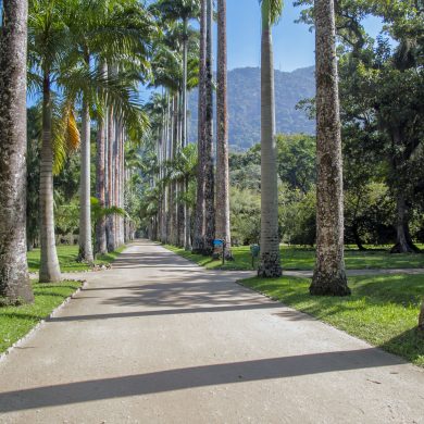 Rio de Janeiro allée jardin botanique