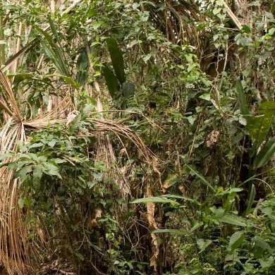 végétation forêt Amazonie