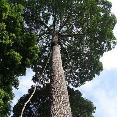 Looking up at the enormous Brazil nut tree.