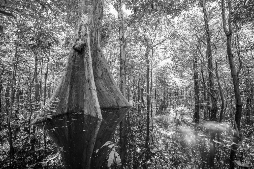 Black and White of Kapok tree in Igarapé.
