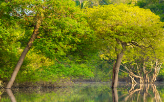 Vaccines in Brazil - The Amazon rainforest.