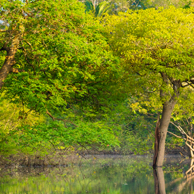 Vaccines in Brazil - The Amazon rainforest.